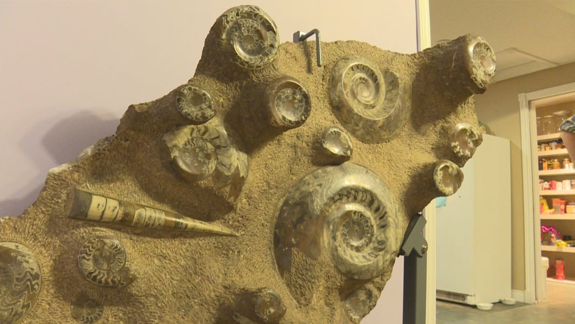 Are Fossils In Museums Replicas?