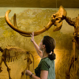 How Many Museum Curators Are In The Us?