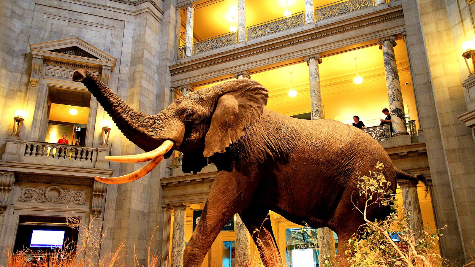 Imax Washington Dc Natural History Museum
