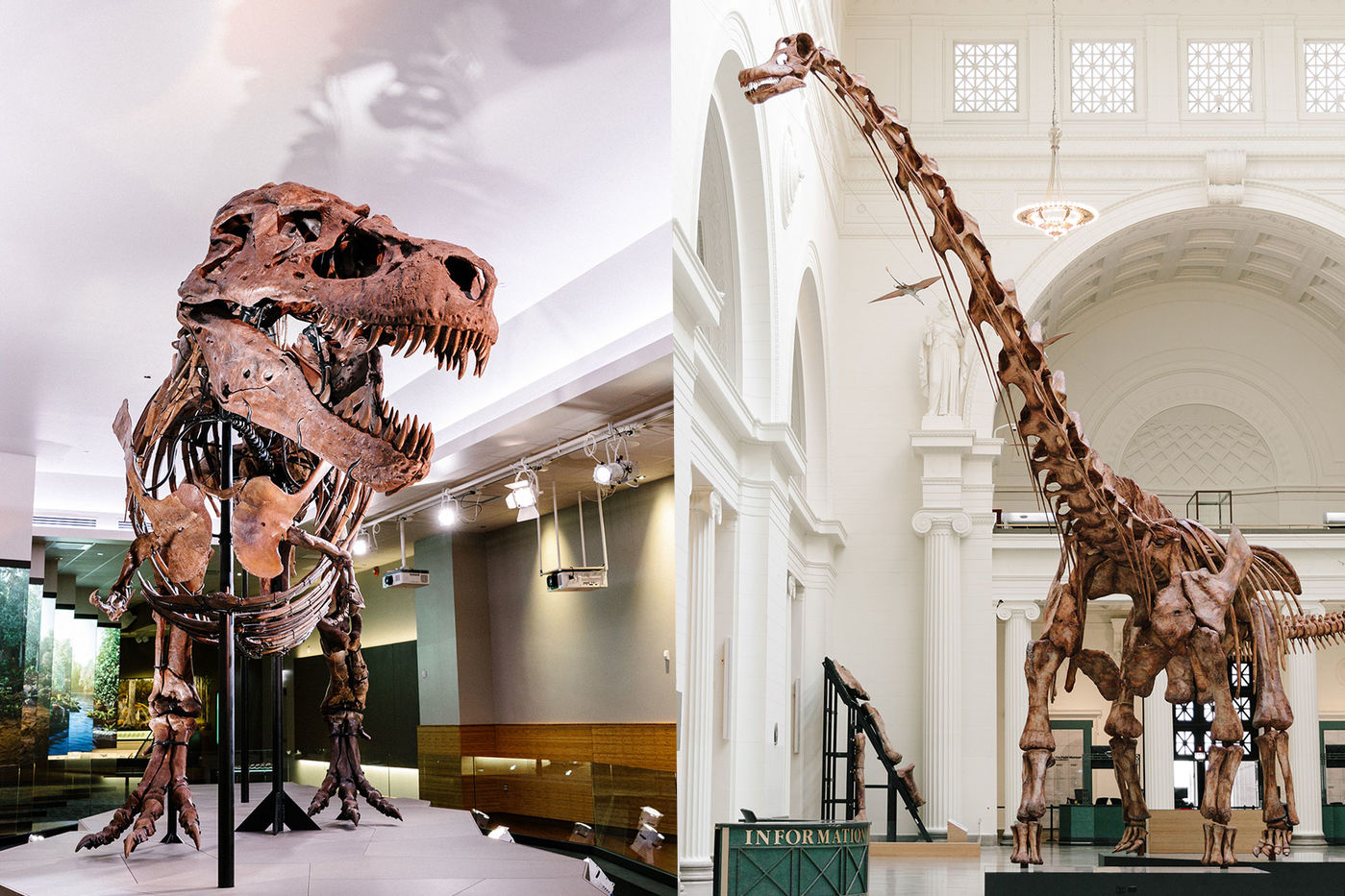 What Museum Has The Most Real Dinosaur Bones?
